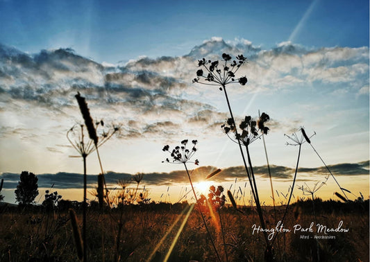 Haughton Park Meadow - Postcard