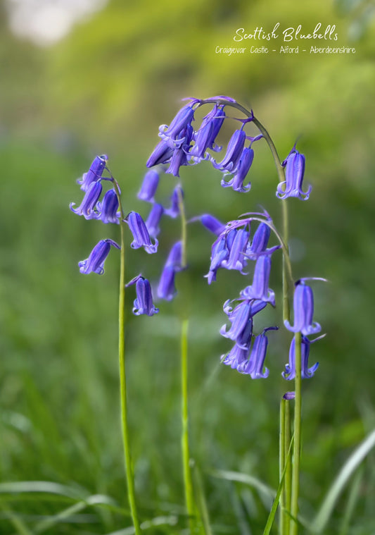Scottish Bluebells at Craigievar Castle - Postcard