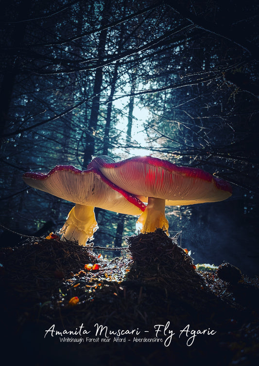 Amanita Muscari - Whitehaugh Forest - Postcard