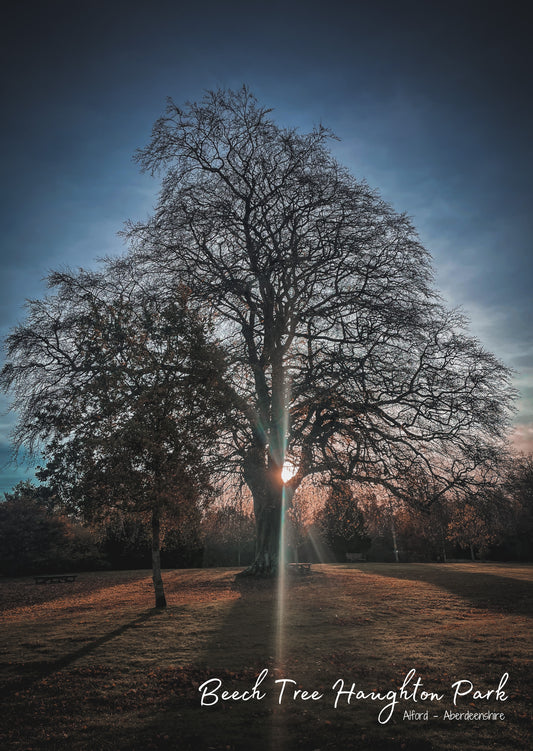 Beech Tree Haughton Park - Postcard