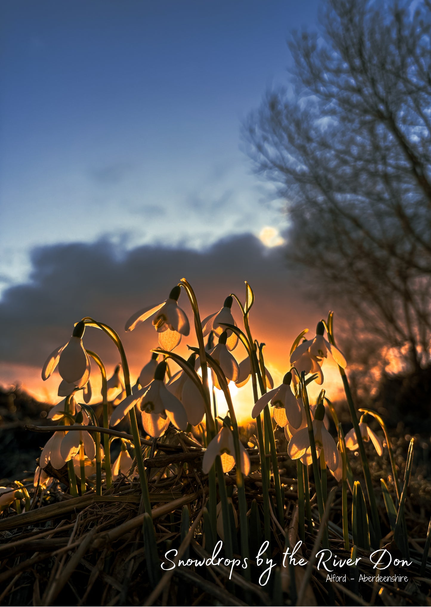 Snowdrops by the River Don - Postcard