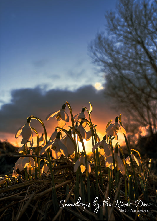 Snowdrops by the River Don - Postcard